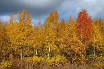 Red birch among yellow in autumn. Polar Urals. Russia.