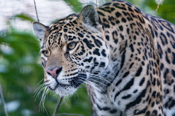 Obraz premium Jaguar