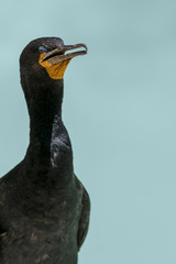 Cape Comorant Black Sea Bird Blue Eyes Marine Ocean Acquatic