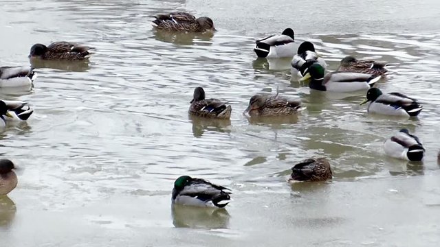 Wild ducks swim in the unfrozen water in winter. A flock of Birds on the ice of the frozen river. Animal life in the harsh cold season. 