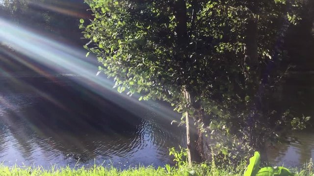 Sunbeams shining on lush green grass and tree on the river bank