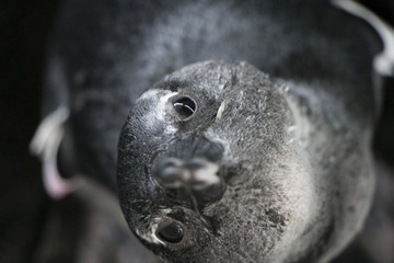 penguin bird sea ocean marine close up ocean