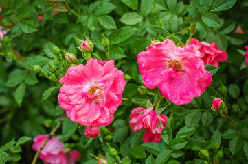 Bush with blooming pink roses in drops of dew.