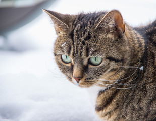 Katze im Winter