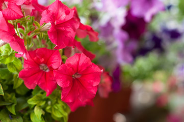 Colored petunia flowers in the garden