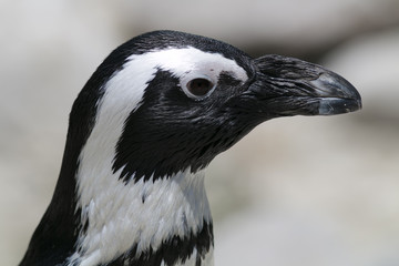 Fototapeta premium penguin bird sea ocean marine close up ocean