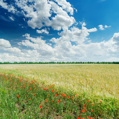 Fototapeta na wymiar clouds in deep blue sky and green agricultural field with poppie