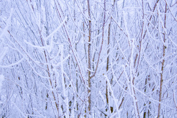 Texture Pattern of Snowy Branches
