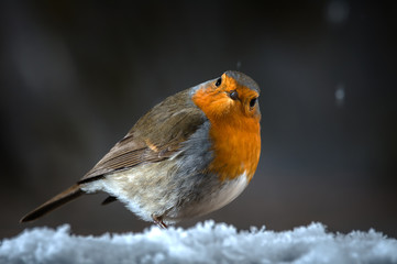 Robin