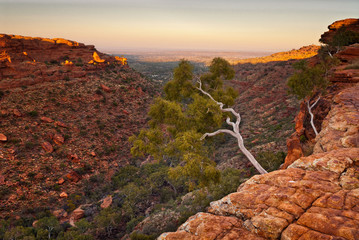 White tree on edge of King's Canyon cliffs, Australia