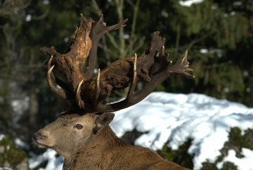 Rothirsch mit Holz im Geweih