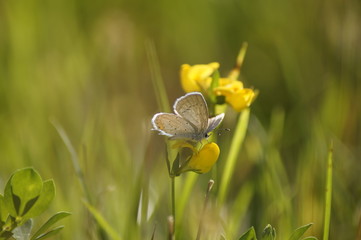 Summer field butterfly