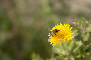 Bee at work