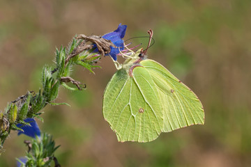 Männlicher Zitronenfalter an blauer Blüte