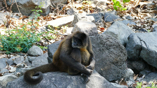 Monkeys on island in Las Isletas