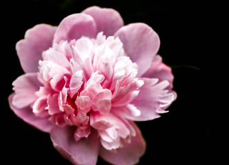 Peony isolated on a dark background