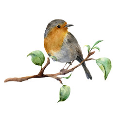 Watercolor robin sitting on tree branch with leaves. Hand painted spring illustration with bird isolated on white background. Nature print for design.