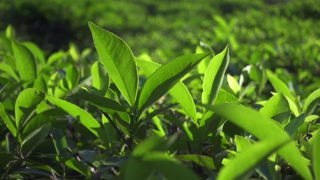 Green tea fresh leaves
