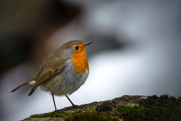 Robin