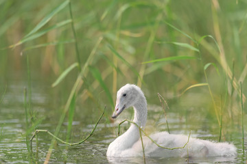 Young whooper swan (Cygnus Cygnus) swim among the reeds and looking for something to eat
