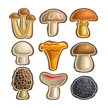 Vector set Icons edible Mushrooms: abstract isolated logo simple mushroom, armillaria mellea, shitake, suillus luteus, crimini, chanterelle, boletus, morel, russula, black wild truffle mushroom icon.