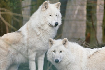 Obraz premium Wilki z Zatoki Hudsona