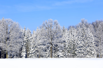 Winterlandschaft - Wald Bäume Schnee 