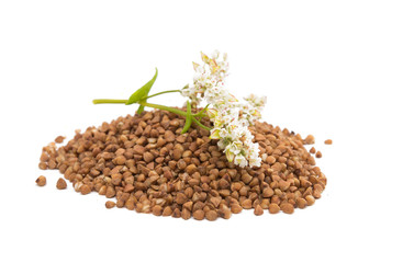 the buckwheat flower photographed by a close up lying