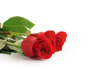 three red roses on white background with copy space, isolated photo