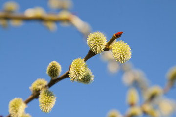 Willow Catkins Against Blue Sky