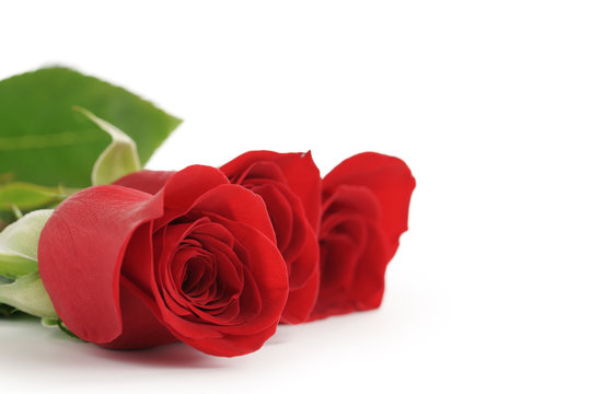 three red roses on white background with copy space, isolated photo