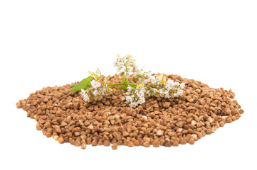the buckwheat flower photographed by a close up lying
