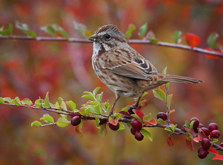 a cute little sparrow or house finch sitting on a branch during fall