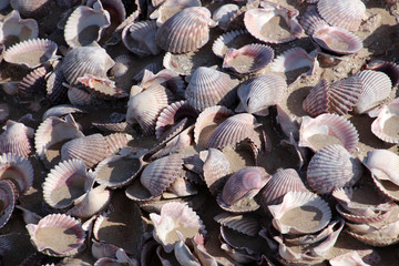 Muschelschalen am Strand