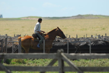 Trabajos con bovinos Angus en los corrales, Argentina