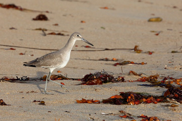 willet walking around seaweed on the beach