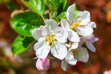 Flowers of apple.
