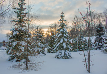 Morning snow forest winter frost sun ray