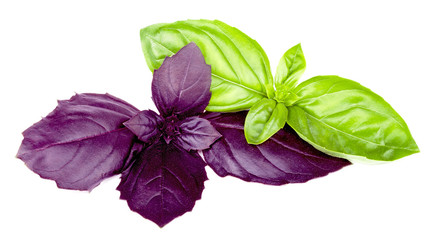 Purple and green basils isolated