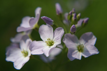 Wiesenschaumkraut 01939