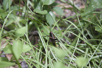 Eastern Lubber Grasshopper