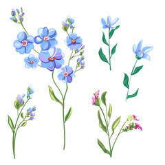 Fototapeta na wymiar Set of blue flowers and buds, forget-me-not, tweedia, stems and leaves on white background, digital draw, decorative illustration, vector, EPS 8