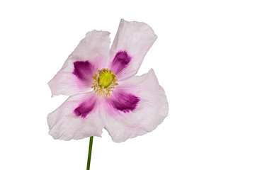 Fototapeta premium white poppy bloom isolated