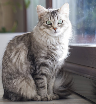 beauty silver cat of siberian breed at the window