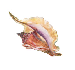 watercolor painting seashell