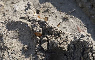 Orange and Black Butterfly