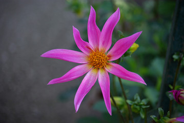 Fototapeta premium Dahlia rose étoilé au jardin en été
