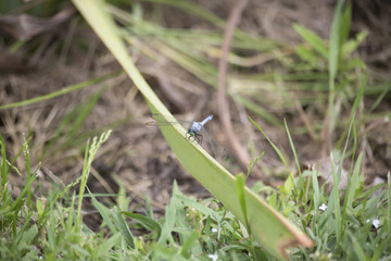 Western Pondhawk Dragonfly
