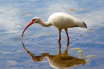 Snowy Egret at Everglades National Park, Florida USA. Photo Shows the snowy egret walking on shallow water with reflection.