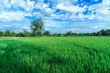 Fototapeta premium Rice farm